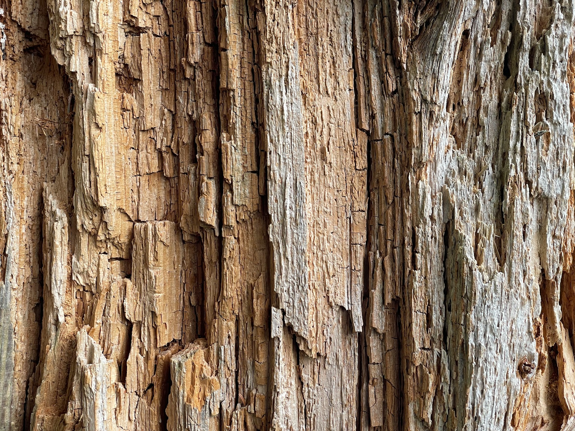 Dry rot affecting structural timber causing decay and weakening of the wood